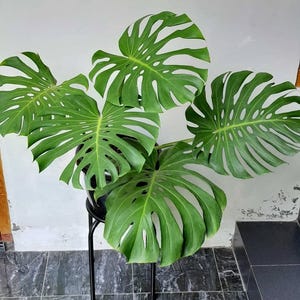 May include: A lush, green Monstera plant with large, split leaves. The plant is in a black pot, elevated on a black metal stand. The leaves have a vibrant green color and a unique, fenestrated pattern. The background is a plain white wall.