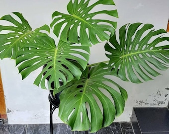 Monstera King Deliciosa Tamaño Grande