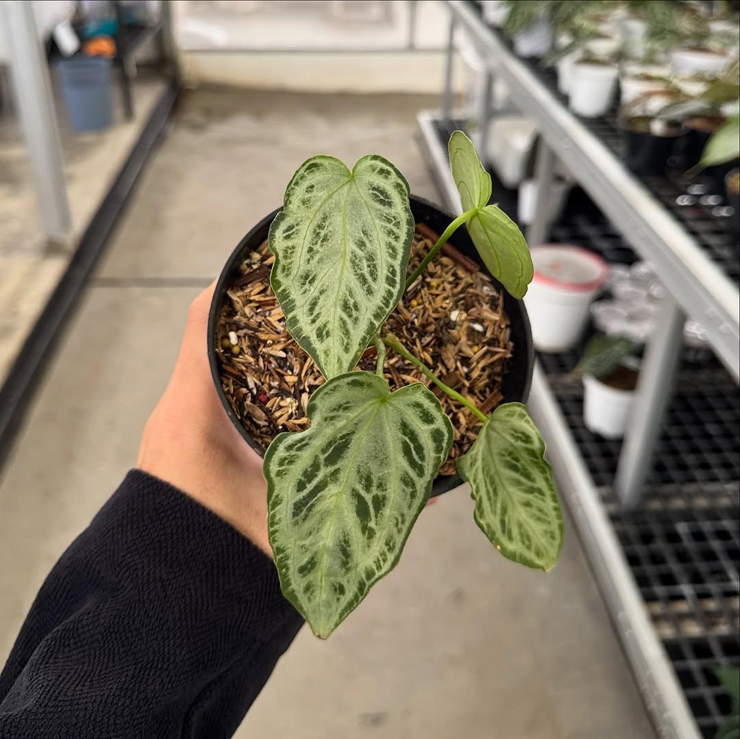 Anthurium Portillae - Etsy Canada