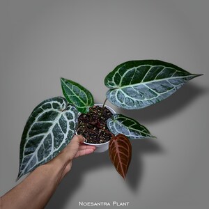 Anthurium zara x anthurium michelle - Etsy 日本