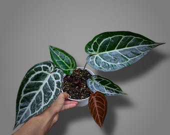 Real Picture Anthurium Hybrid Zara X Michelle Beauty Houseplant