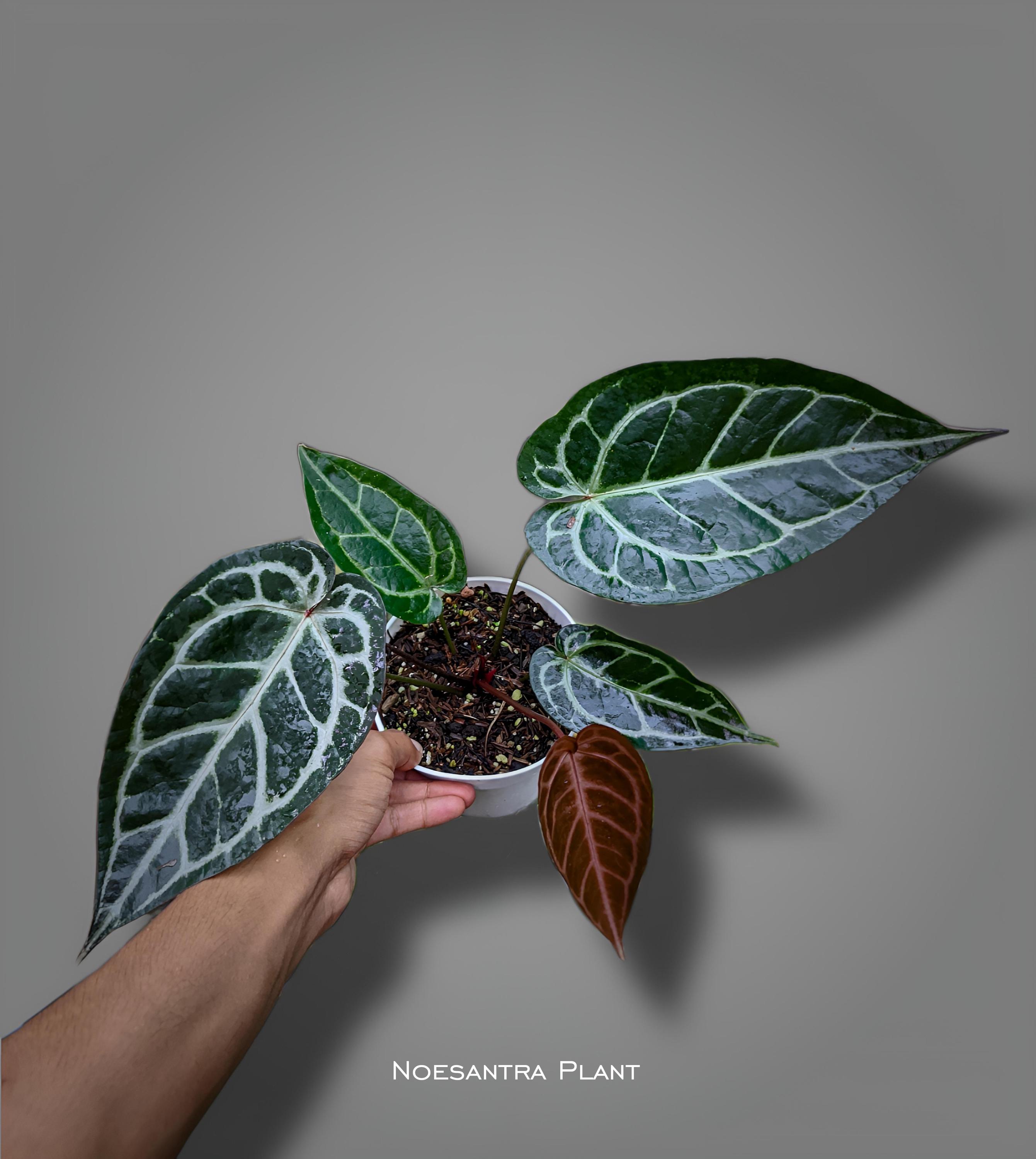 Anthurium Zara X Anthurium Michelle - Etsy