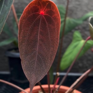 Anthurium crystallinum red - Etsy 日本