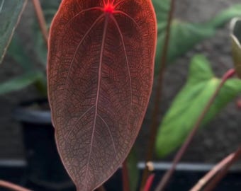 Anthurium Dark Phoenix X Red Spider Clone , 1 Potted up Seedling