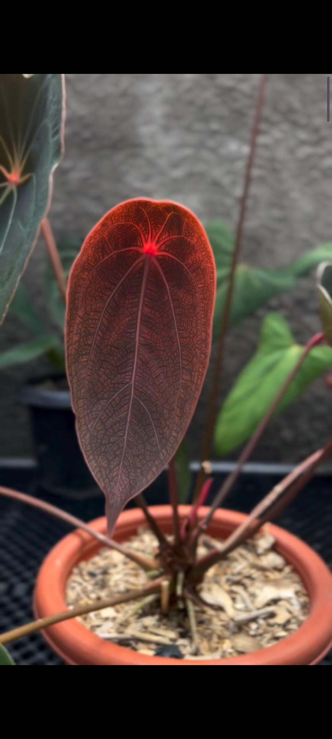 希少アンスリウム レッドクリスタリナム（Red Crystallinum） 🌱 Anthurium 'Red crystal'【Acu-1】🌱 【Redcrystal × Super