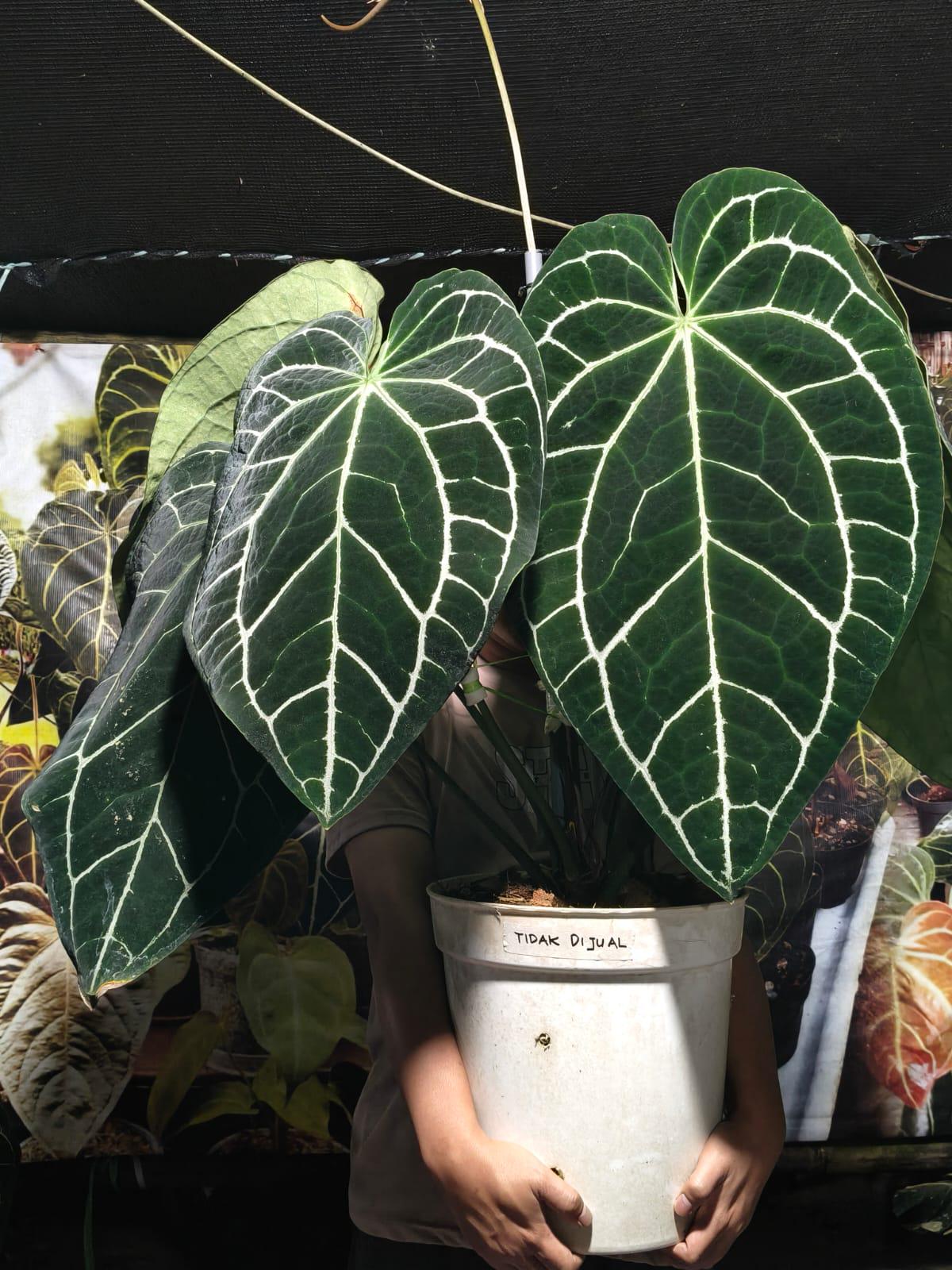Anthurium Crystallinum Dark - Etsy Canada