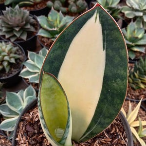 sansevieria zeylanica giftig Sansevieria Zeylanica | Luftreinigend & Pflegeleicht