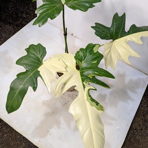 Philodendron golden dragon variegated - Etsy 日本