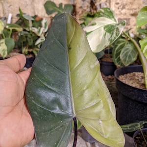 Pode incluir: Um close-up de uma folha grande, dividida verticalmente com um lado verde escuro e o outro verde claro. A folha tem veias proeminentes e um caule escuro. Outras plantas são visíveis no fundo.