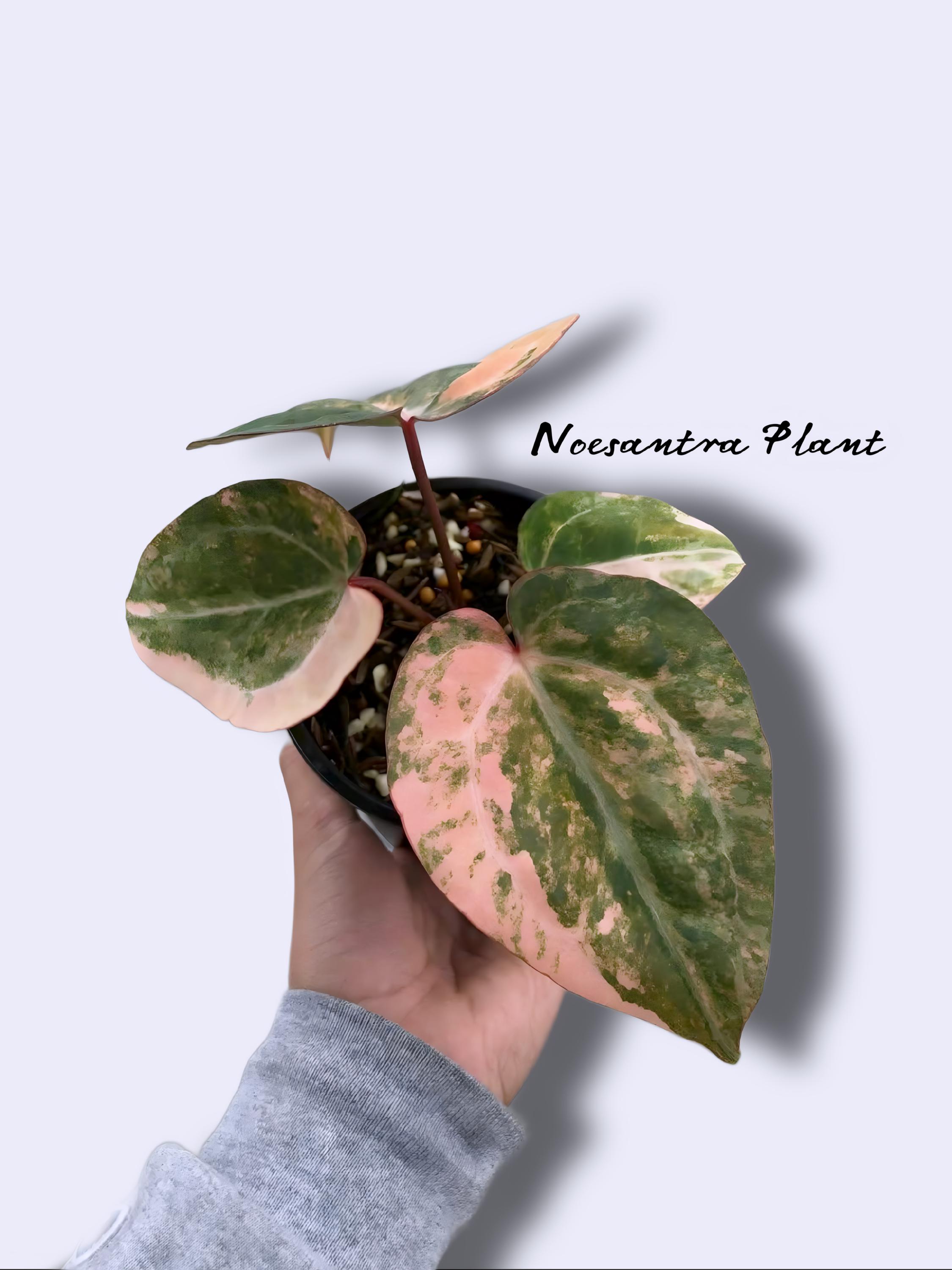 Black Venom Anthurium - Etsy