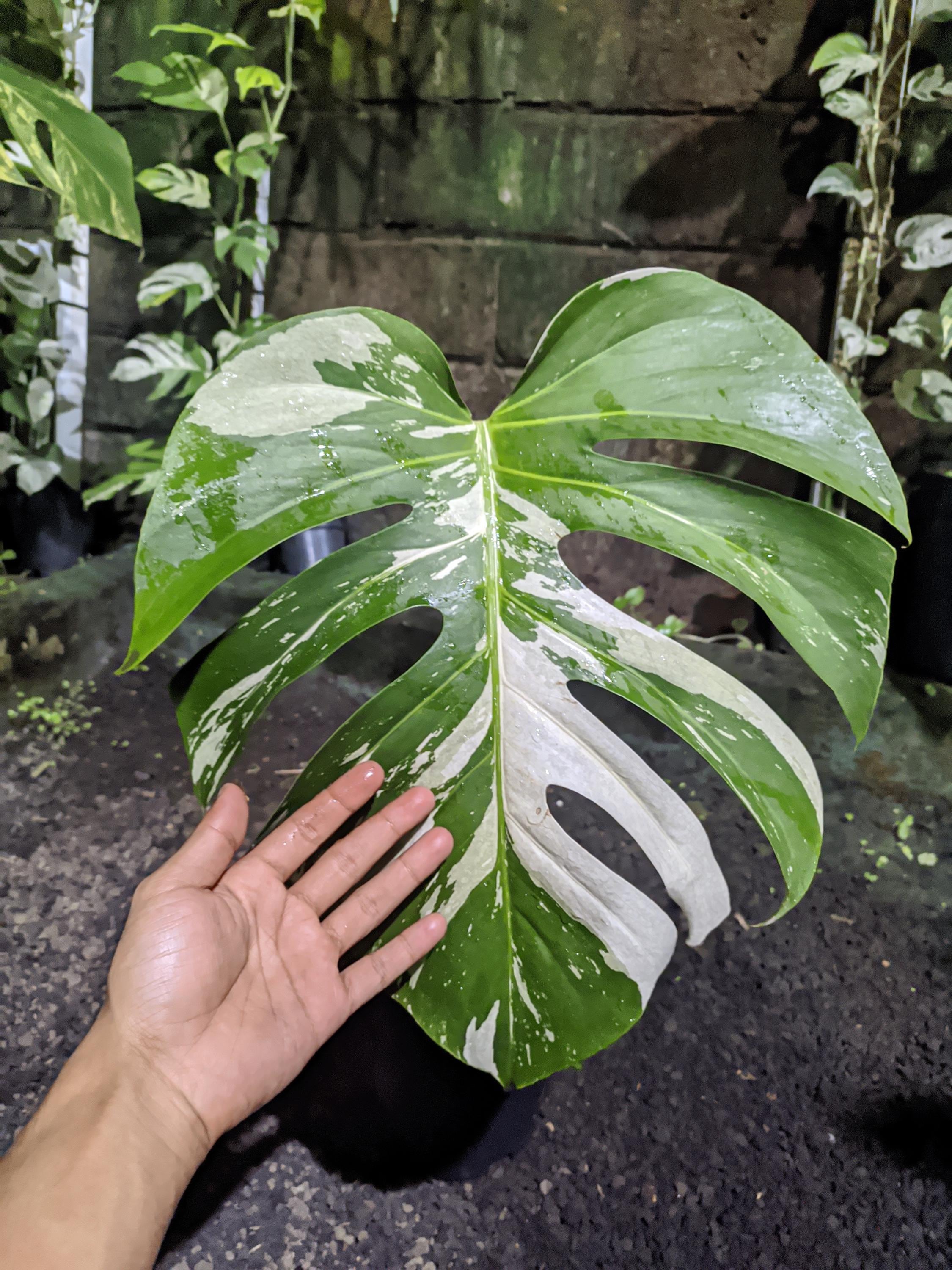 Monstera mint noid jungle mint - Etsy 日本