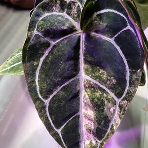 May include: Close-up of a large, heart-shaped leaf with a dark green base color and lighter green and white veining. The leaf has a textured appearance and a unique pattern. The leaf is part of a plant, likely an exotic houseplant.