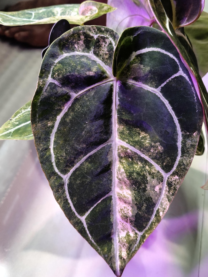 May include: Close-up of a large, heart-shaped leaf with a dark green base color and lighter green and white veining. The leaf has a textured appearance and a unique pattern. The leaf is part of a plant, likely an exotic houseplant.