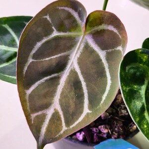 Puede incluir: Una hoja de Anthurium en forma de coraz&oacute;n con una superficie verde pardusca oscura y venas prominentes de color blanco plateado. La planta est&aacute; en una maceta oscura con tierra visible y una etiqueta azul con el texto Magnificum x DocBlock.