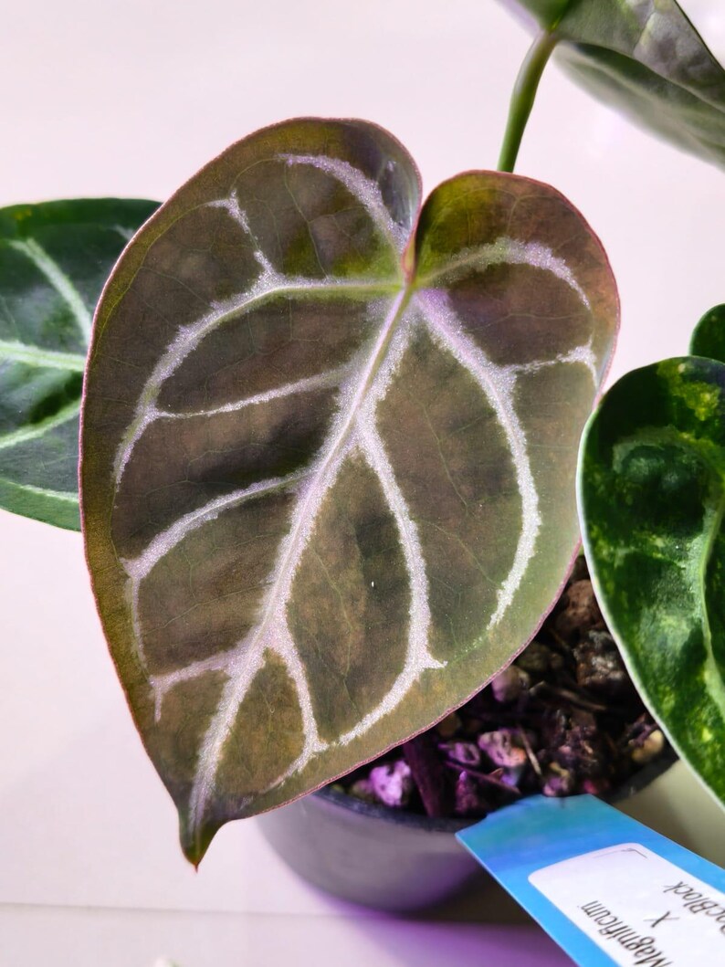 Puede incluir: Una hoja de Anthurium en forma de coraz&oacute;n con una superficie verde pardusca oscura y venas prominentes de color blanco plateado. La planta est&aacute; en una maceta oscura con tierra visible y una etiqueta azul con el texto Magnificum x DocBlock.