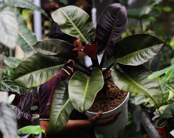 automatic watering of plants DI-Smart Automatic Watering System main image 0