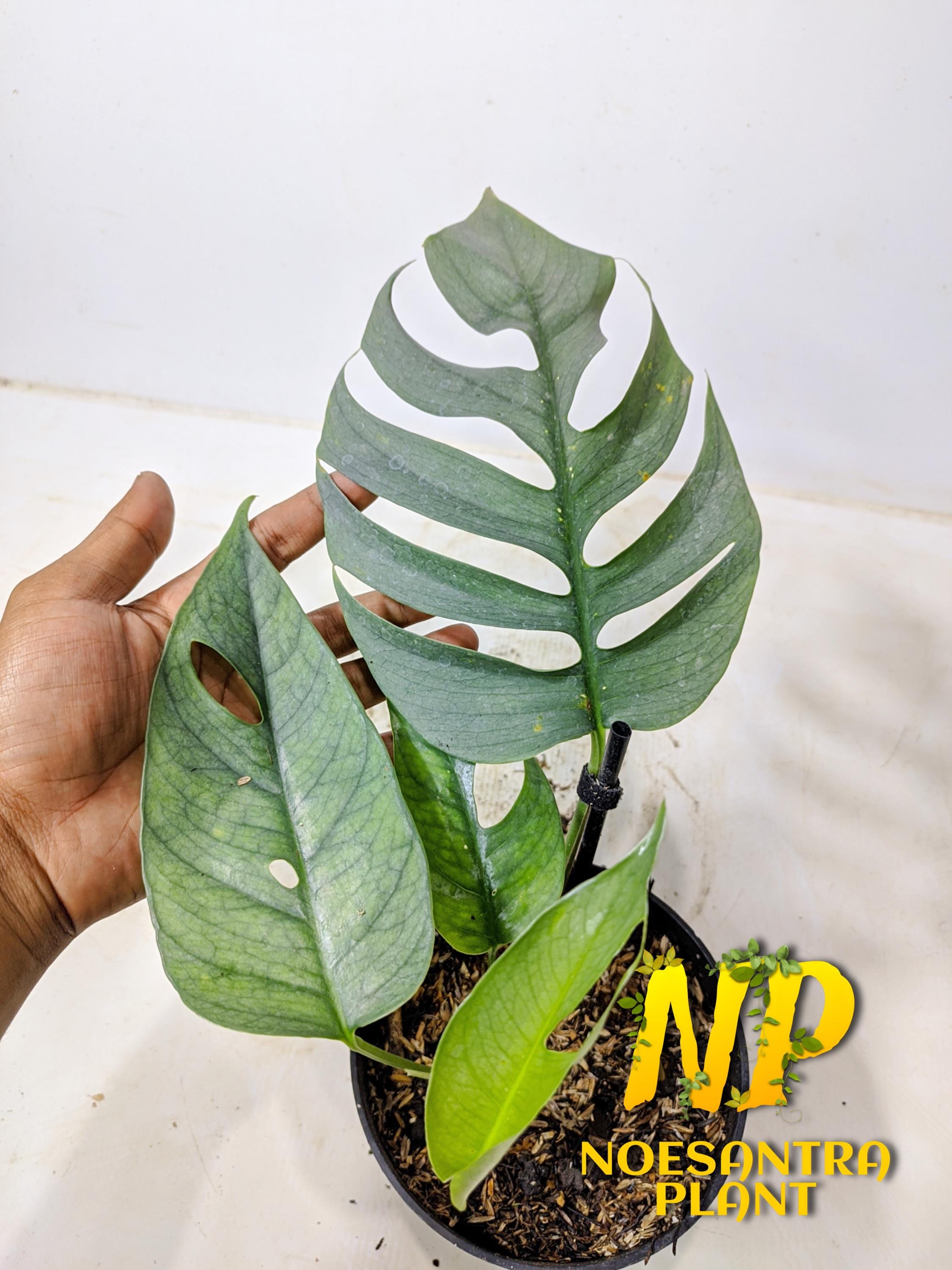 Cebu blue epipremnum - Etsy 日本