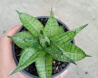 6 in snake plant 6" Sansevieria 'Bantel's Sensation'  Canopy Plant Co