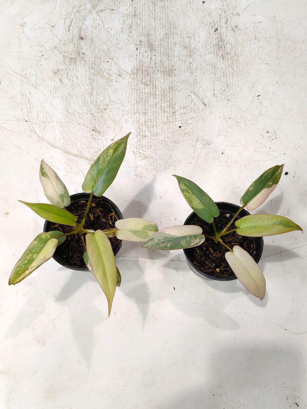 Philodendron atabapoense - Etsy 日本