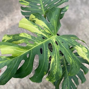 May include: Close-up of a Monstera plant with large, vibrant green leaves. The leaves have a unique pattern of yellow variegation and natural holes. The plant is a popular choice for indoor decor.