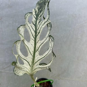 Monstera deliciosa devil - Etsy 日本
