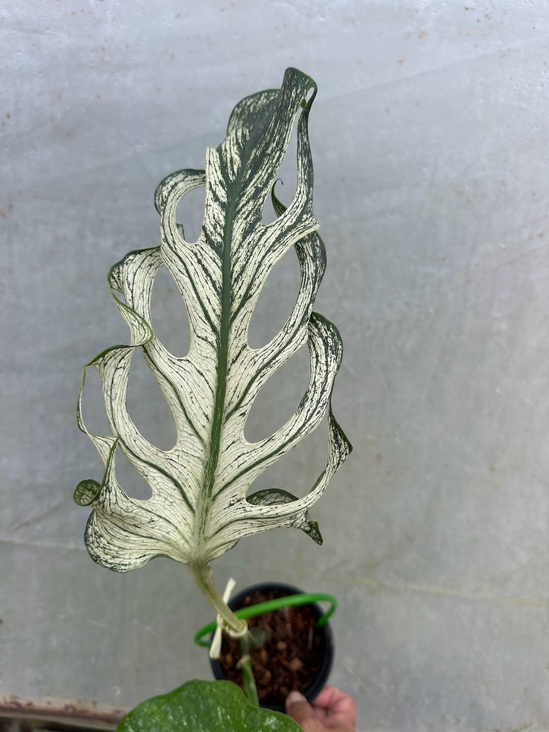 Monstera deliciosa devil - Etsy 日本