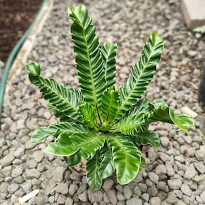 May include: A vibrant green Asplenium nidus, or bird's nest fern, with broad, wavy fronds. The plant's leaves have a distinctive ribbed texture and are arranged in a rosette. The fern is potted and surrounded by small gray stones.