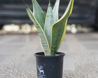 Sansevieria Trifasciata black Moon in 5 Inch Pot - Etsy