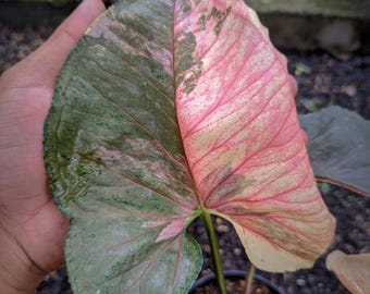 Aktualny Syngonium Strawberry Ice Galaxy Variegated