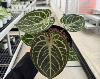 Anthurium Red Beauty Plant Ariel Roots - Etsy