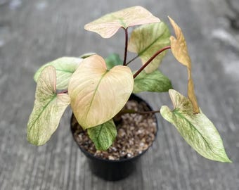 May include: A potted plant with heart-shaped leaves in shades of pink, green, and cream. The plant has dark red stems and is in a black pot filled with small pebbles. The leaves have a variegated pattern.