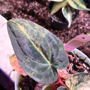 May include: A variegated houseplant with heart-shaped leaves featuring a deep dark green base color with prominent yellow and light green mottling. The plant is potted in a white container with visible soil and a small pink plastic plant marker.