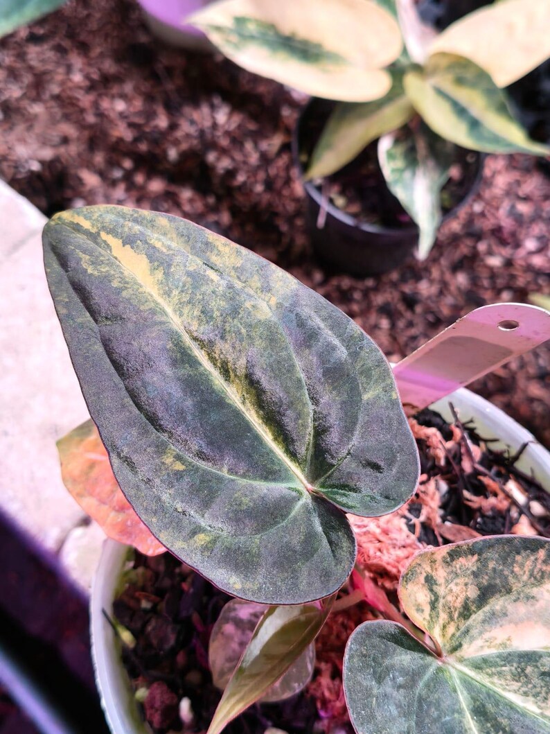 May include: A variegated houseplant with heart-shaped leaves featuring a deep dark green base color with prominent yellow and light green mottling. The plant is potted in a white container with visible soil and a small pink plastic plant marker.