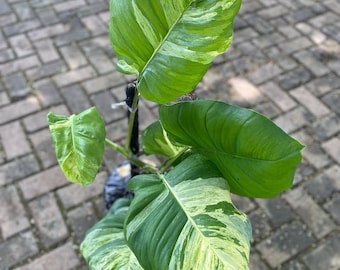 Epipremnum Manjula bunt