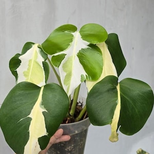 Monstera Deliciosa White Lava - Etsy