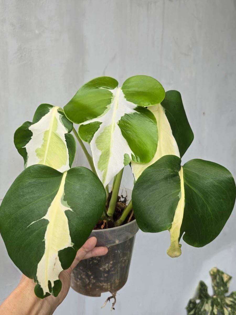 Monstera white lava - Etsy 日本