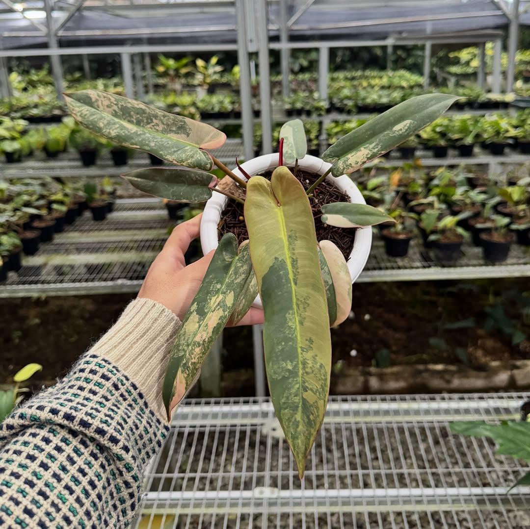 Philodendron atabapoense - Etsy 日本