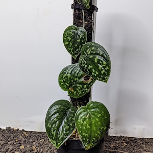 Op de afbeelding: Een Scindapsus pictus plant in een zwarte pot, met hartvormige bladeren. De bladeren zijn donkergroen met zilveren markeringen. De plant klimt langs een mosstok. De plant is ongeveer 30 cm hoog.