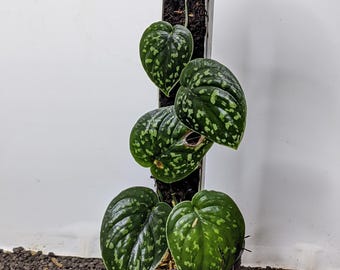 Anthurium dark form Crystallinum Starter Plant (ALL STARTER PLANTS