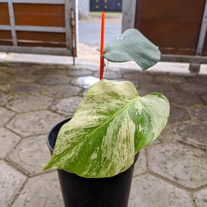 Monstera electro light - Etsy 日本