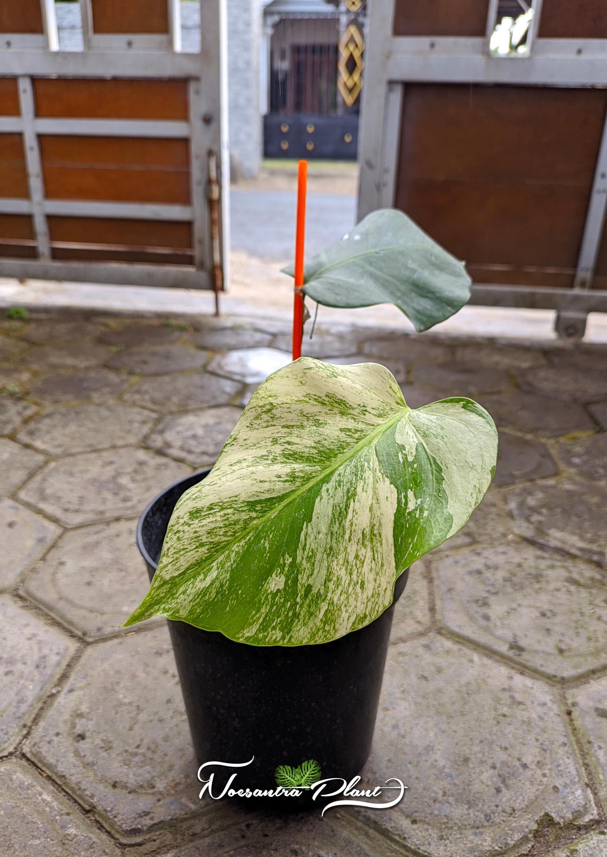 Monstera electro light - Etsy 日本