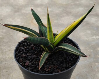 Sansevieria Francisii Variegated - Etsy Canada