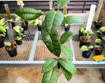 Hoya Callistophylla | Rare Hoya Plant - Etsy Canada
