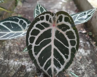 Anthurium Red Crystallinum Beauty Leaves Unique Plant