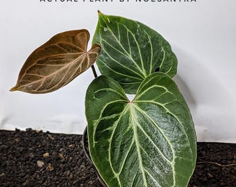 Real Picture Beauty Plant Anthurium HU KOS Butterfly 3 Leaf