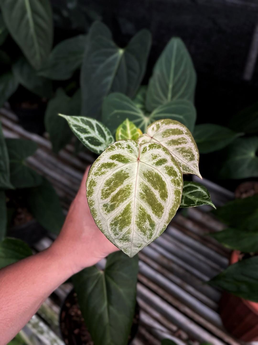 ※希少※アンスリウム　シンバーブラッシュクローム アンスリウム シルバークローム × パープルブラッシュ - Etsy 日本