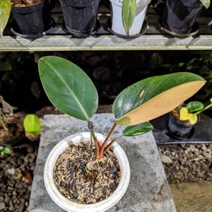 斑入りフィロデンドロン レッドコンゴ、3インチ鉢植え - Etsy 日本