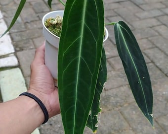 Anthurium Queen Warocqueanum Dark Form