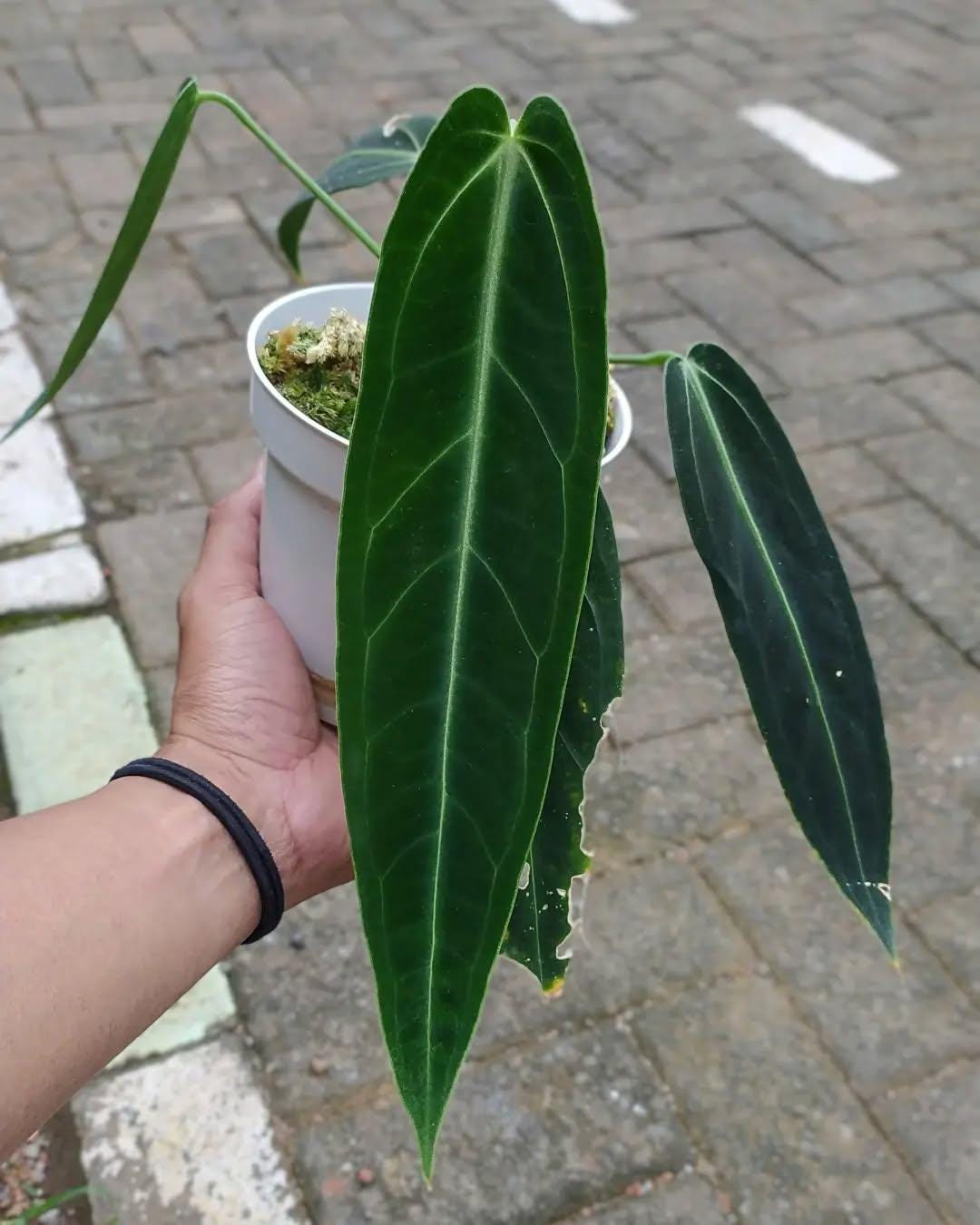 Anthurium Warocqueanum Dark Narrow - Etsy