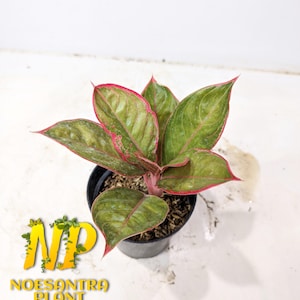 Aglaonema khanza - Etsy 日本